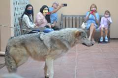 stfrancisday-wolf-oct-2021-02-web_orig