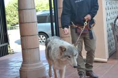stfrancisday-wolf-oct-2021-04-web_orig