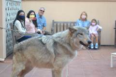stfrancisday-wolf-oct-2021-06-web_orig