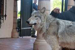 stfrancisday-wolf-oct-2021-14-web_orig
