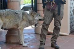 stfrancisday-wolf-oct-2021-17-web_orig