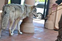 stfrancisday-wolf-oct-2021-24-web_orig