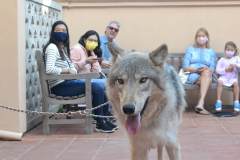 stfrancisday-wolf-oct-2021-25-web_orig