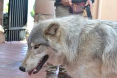 stfrancisday-wolf-oct-2021-26-web_orig