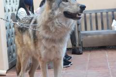 stfrancisday-wolf-oct-2021-27-web_orig