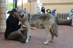 stfrancisday-wolf-oct-2021-33-web_orig