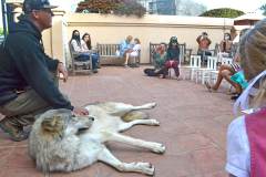 stfrancisday-wolf-oct-2021-41-web_orig
