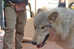 stfrancisday-wolf-oct-2021-48-web_orig