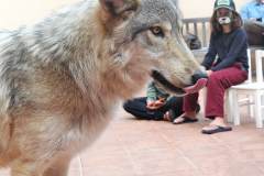 stfrancisday-wolf-oct-2021-51-web_orig