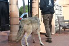 stfrancisday-wolf-oct-2021-53-web_orig