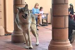 stfrancisday-wolf-oct-2021-59-web_orig