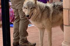 stfrancisday-wolf-oct-2021-62-web_orig